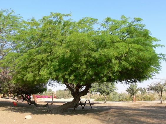 Faidherbia-albida-tree